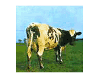 Atom Heart Mother (1995)