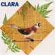 Clara (1981)